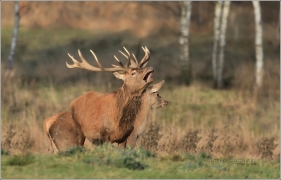 <p>JELEN LESNÍ (Cervus elaphus) obora /Red deer - Rothirsch/</p>
